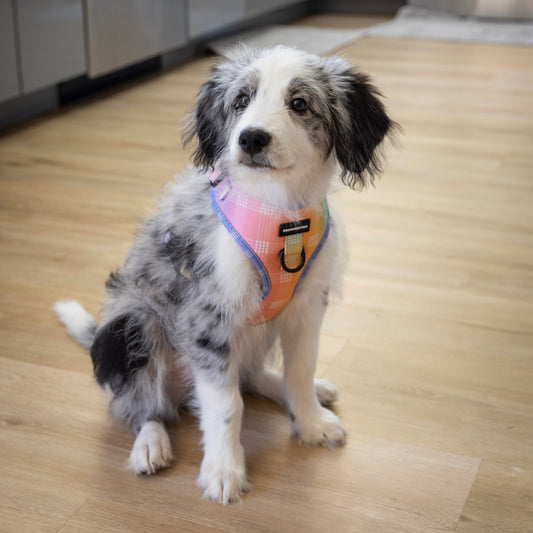 Coopmonsters Ānuenue Palaka Neoprene Harness