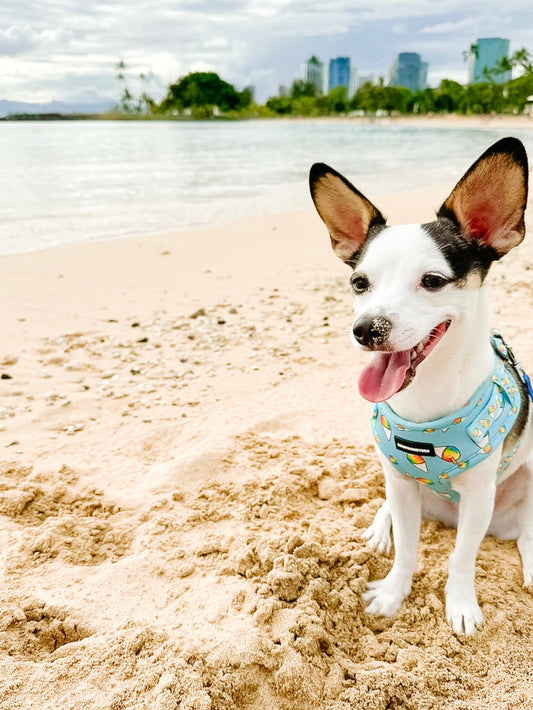 Shave Ice Neoprene Harness