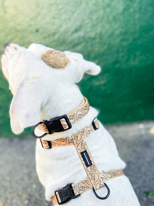 Shaka Latte H Style Harness