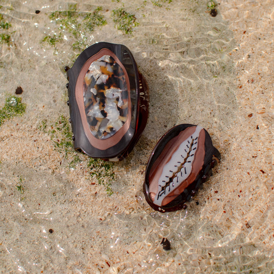 Kuiki x Coopmonsters Brown Cowrie Hair Claw