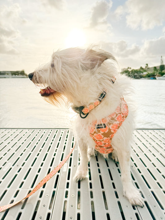 SALE!! Hibiscus Bundle