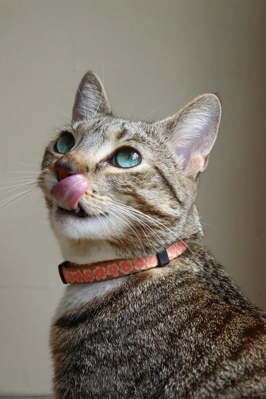 Hibiscus Cat Collar