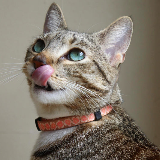 Cat Collar