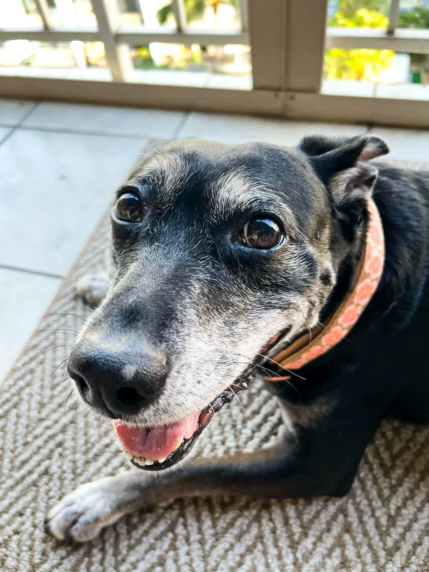 Hibiscus Collar