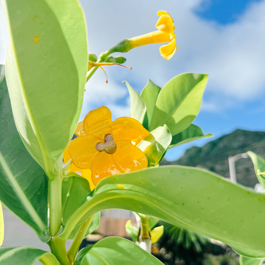 Coopmonsters Magical Puakenikeni Hair Claw