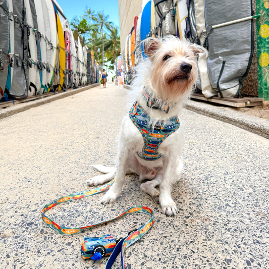 SALE!! Coopmonsters Surf Bundle