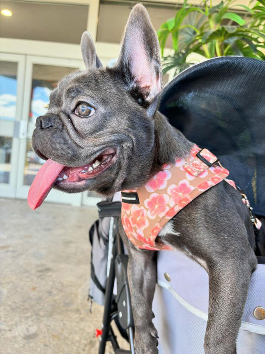 Hibiscus Neoprene Harness