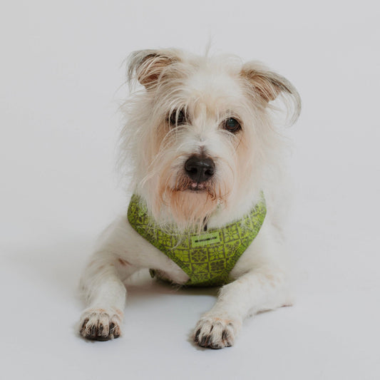 Coopmonsters Olive Quilt Neoprene Harness