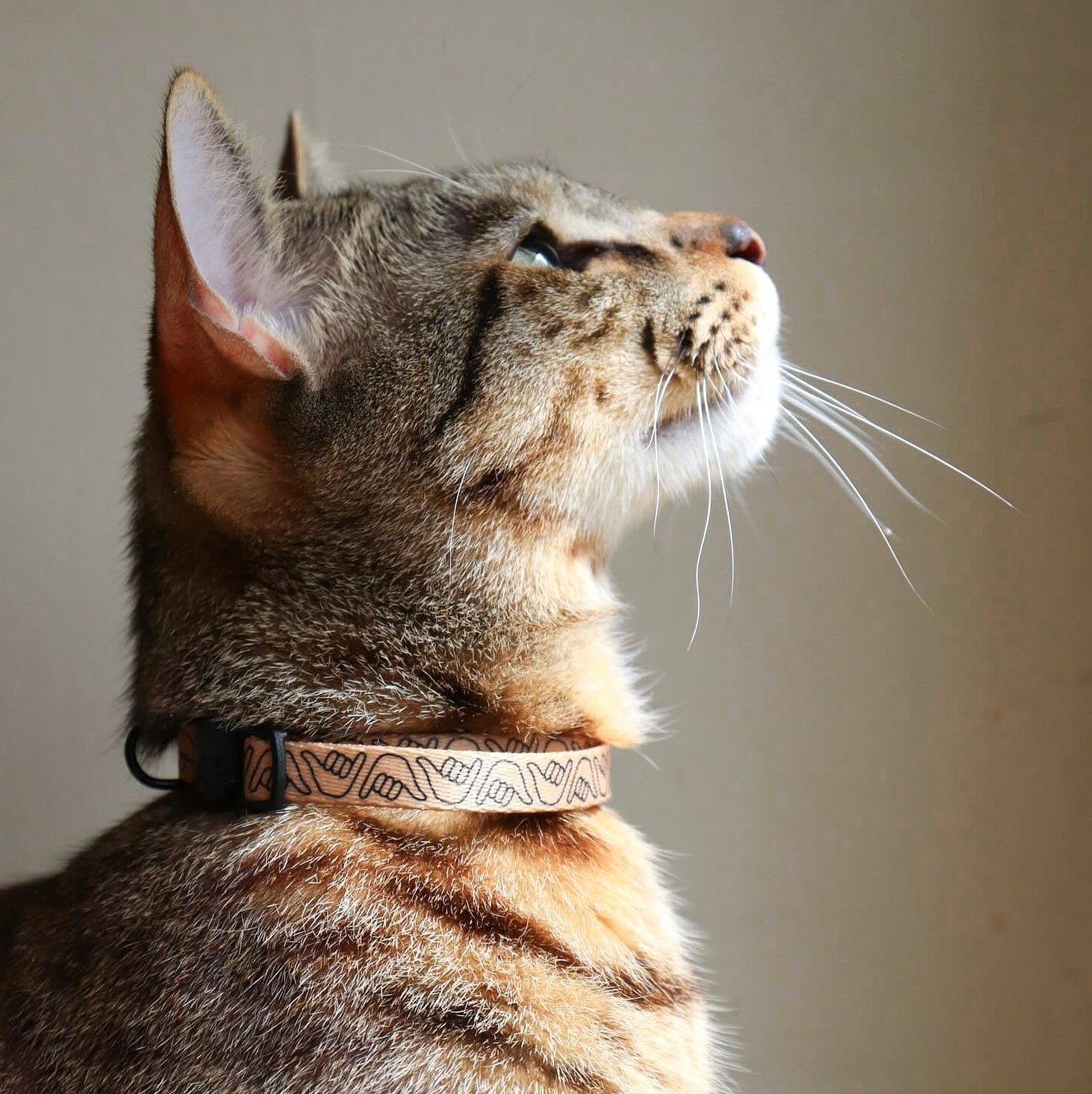 Cat Collar