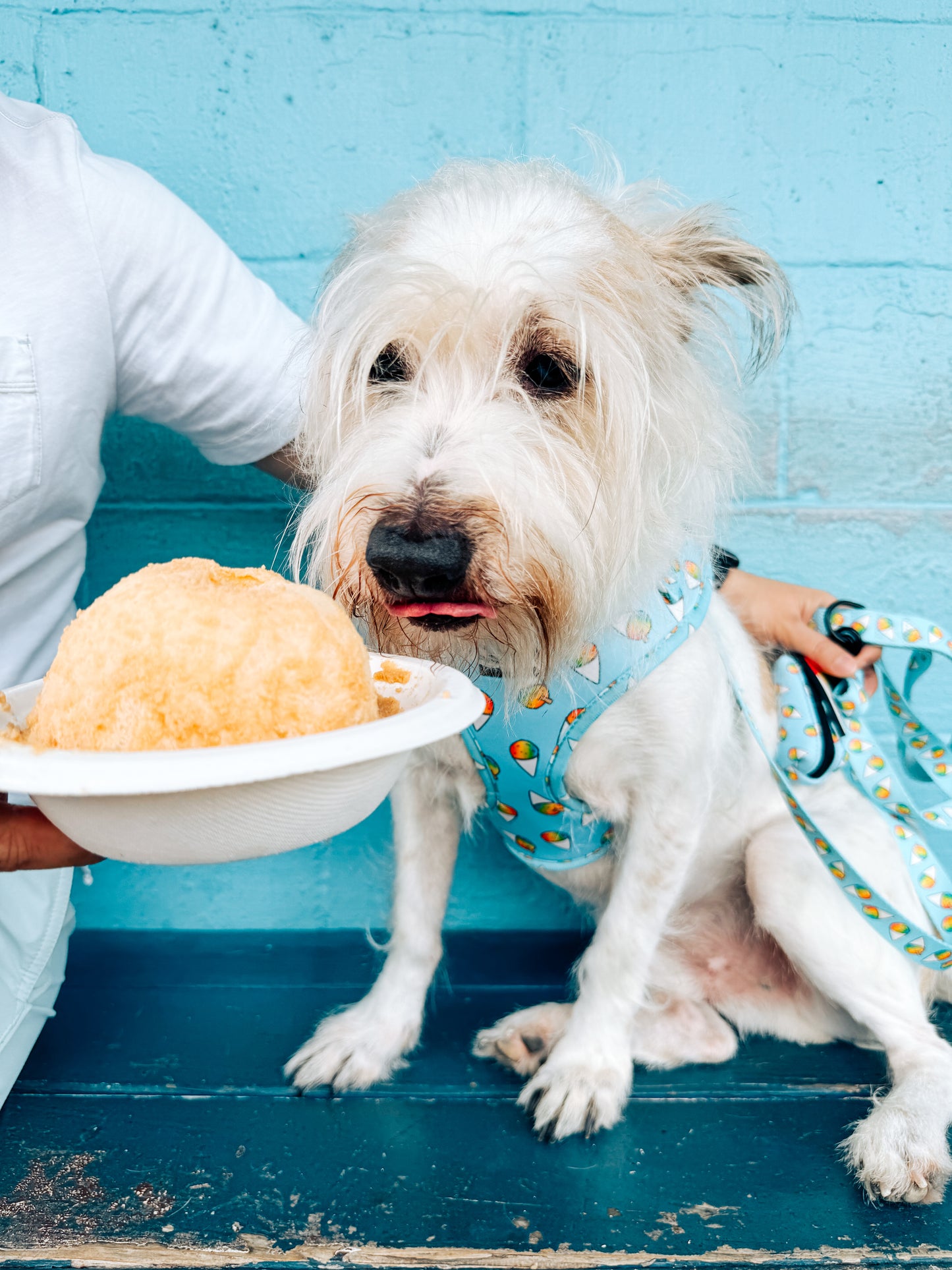 Shave Ice Neoprene Harness