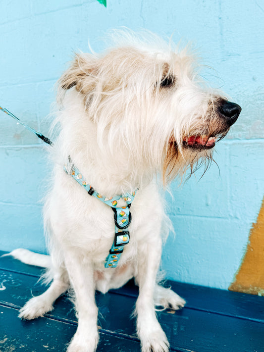 Shave Ice H Style Harness