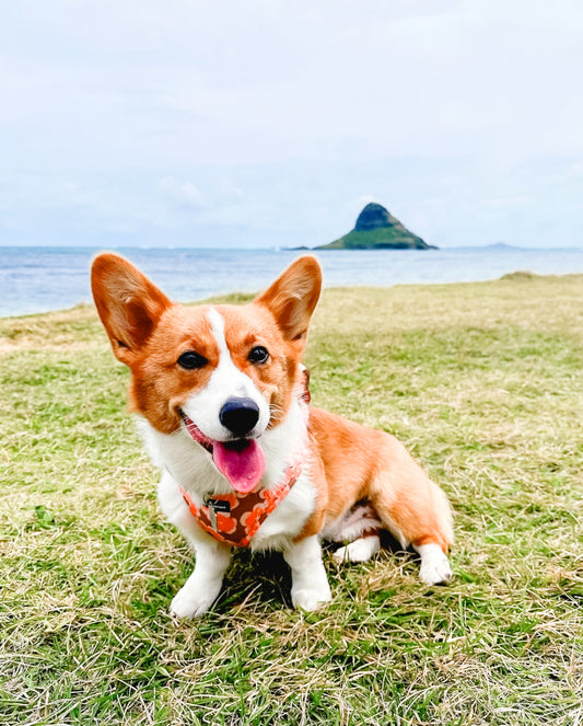 Hibiscus Neoprene Harness