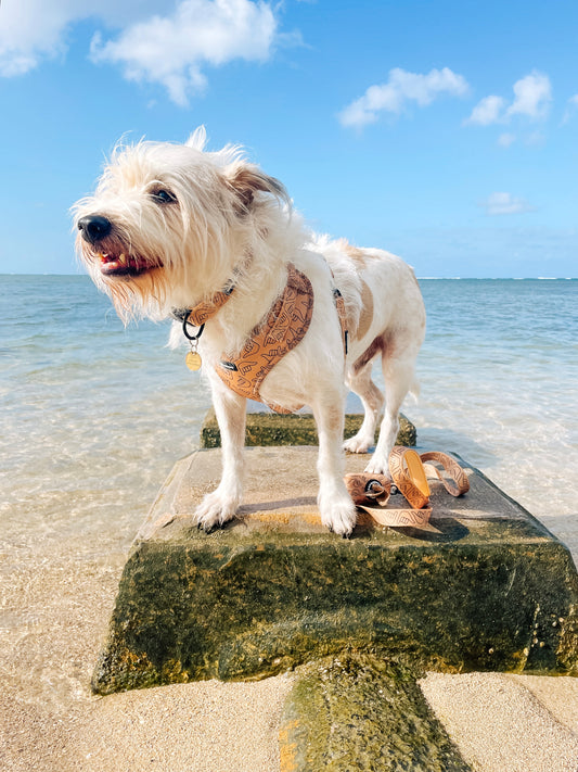 SALE!! Shaka Latte Bundle