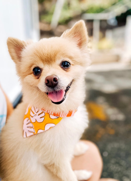 Monstera Orange Scrunch-Dana