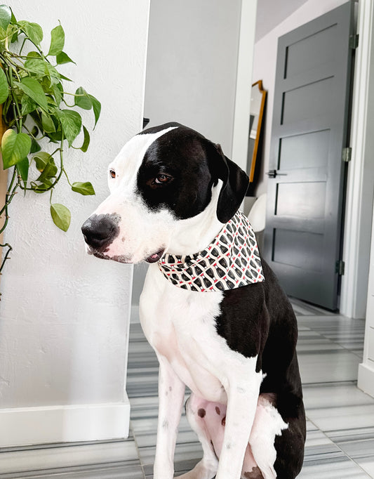 Soy Sauce Scrunch-Dana