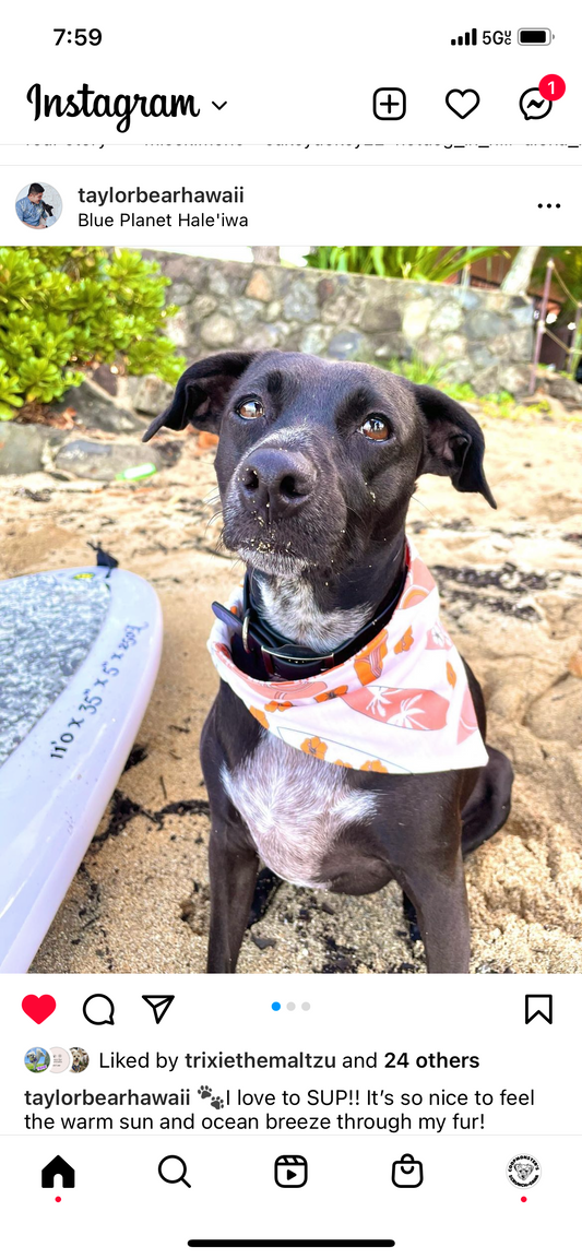 Surfboards Orange Scrunch-Dana