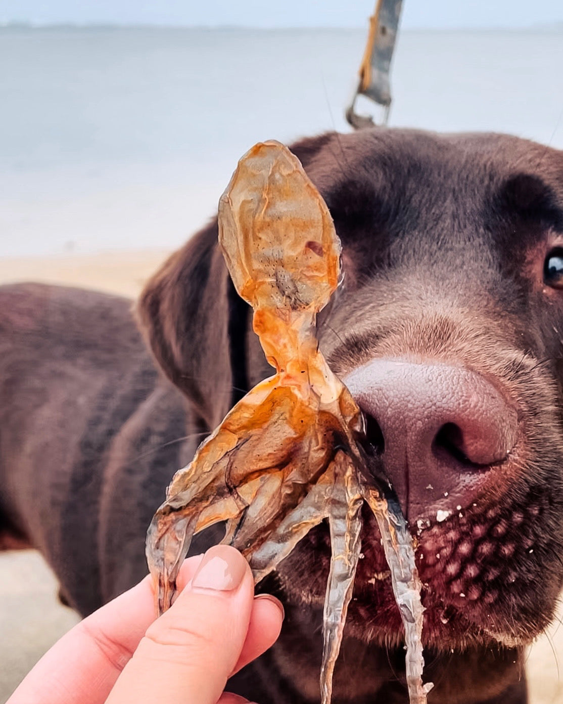 Wild Baby Tako (Octopus)