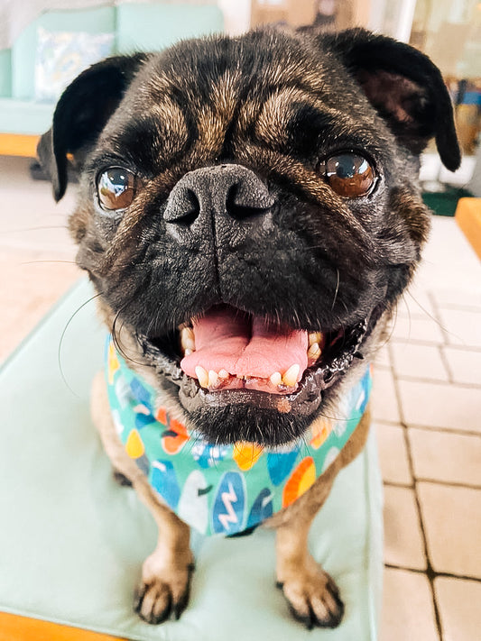 Surfboards Blue Scrunch-Dana