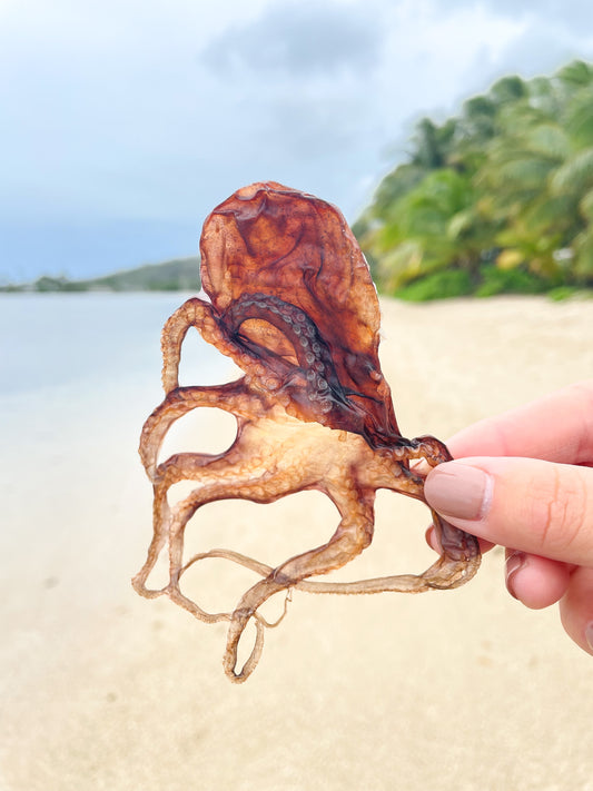 Wild Baby Tako (Octopus)
