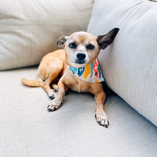 Surfboards Scrunch-Dana