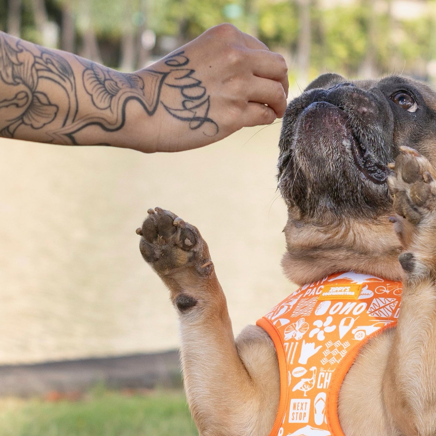 Zippy’s + Coopmonsters Neoprene Harness