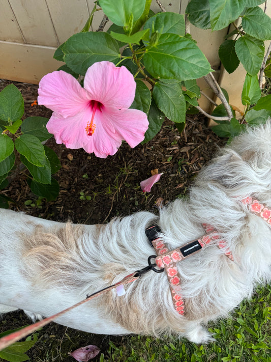 Hibiscus H Style Harness