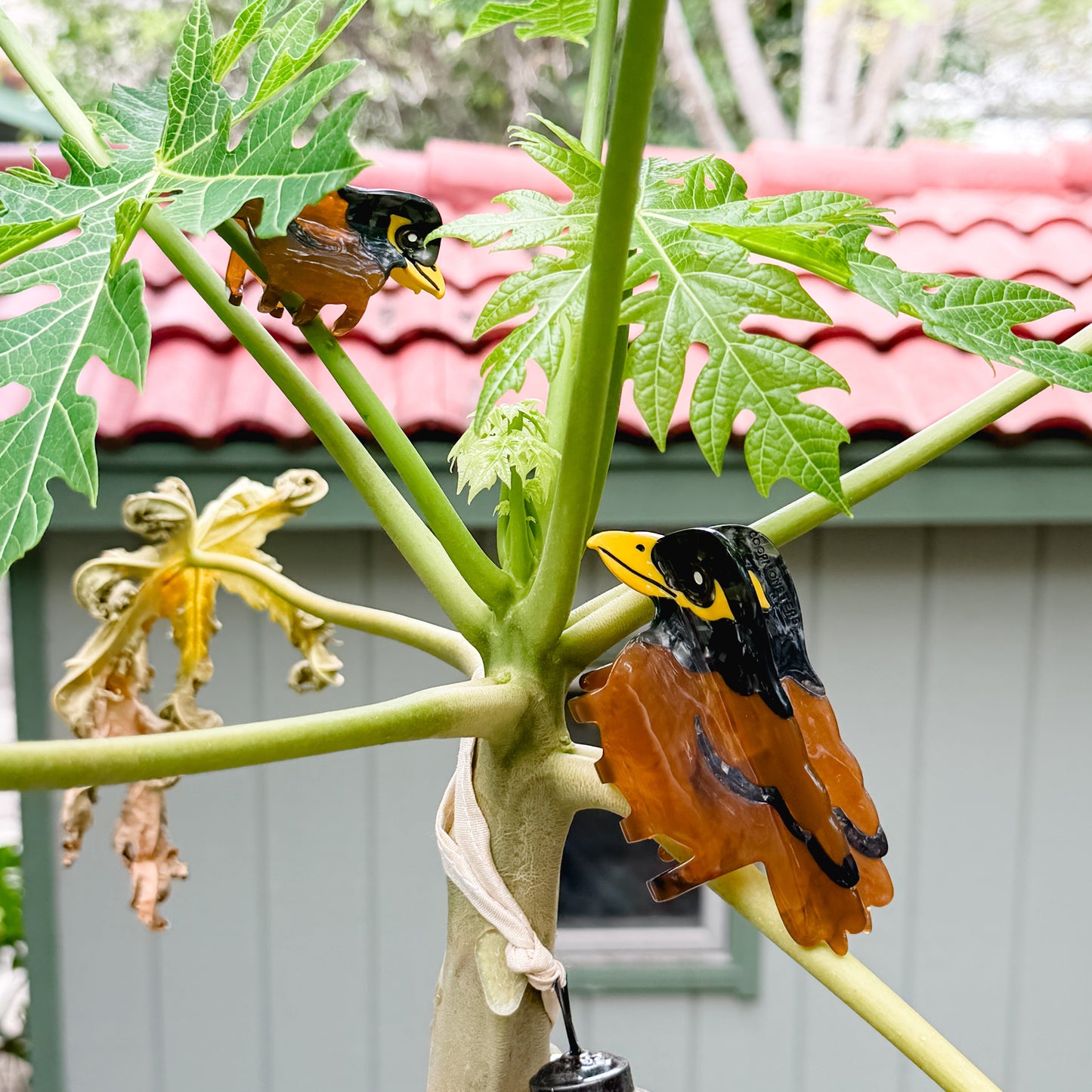 Coopmonsters Mynah Bird Hair Claw