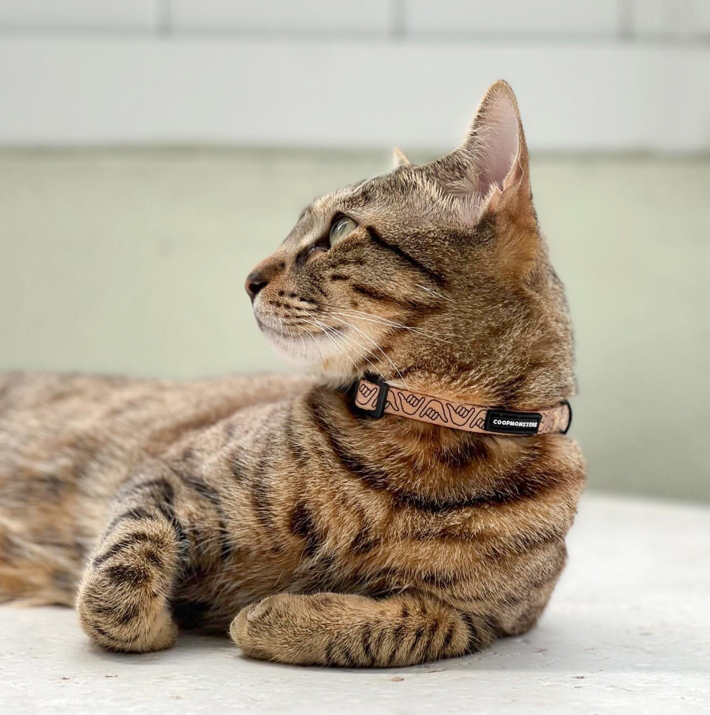 Cat Collar