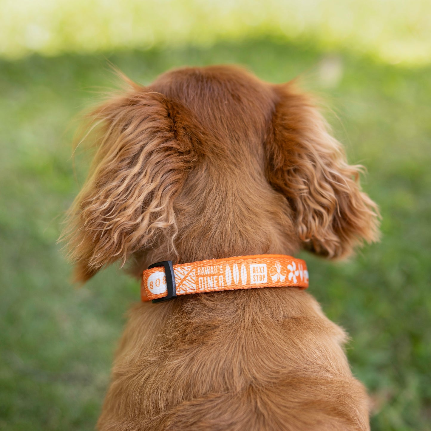 Zippy’s + Coopmonsters Collar